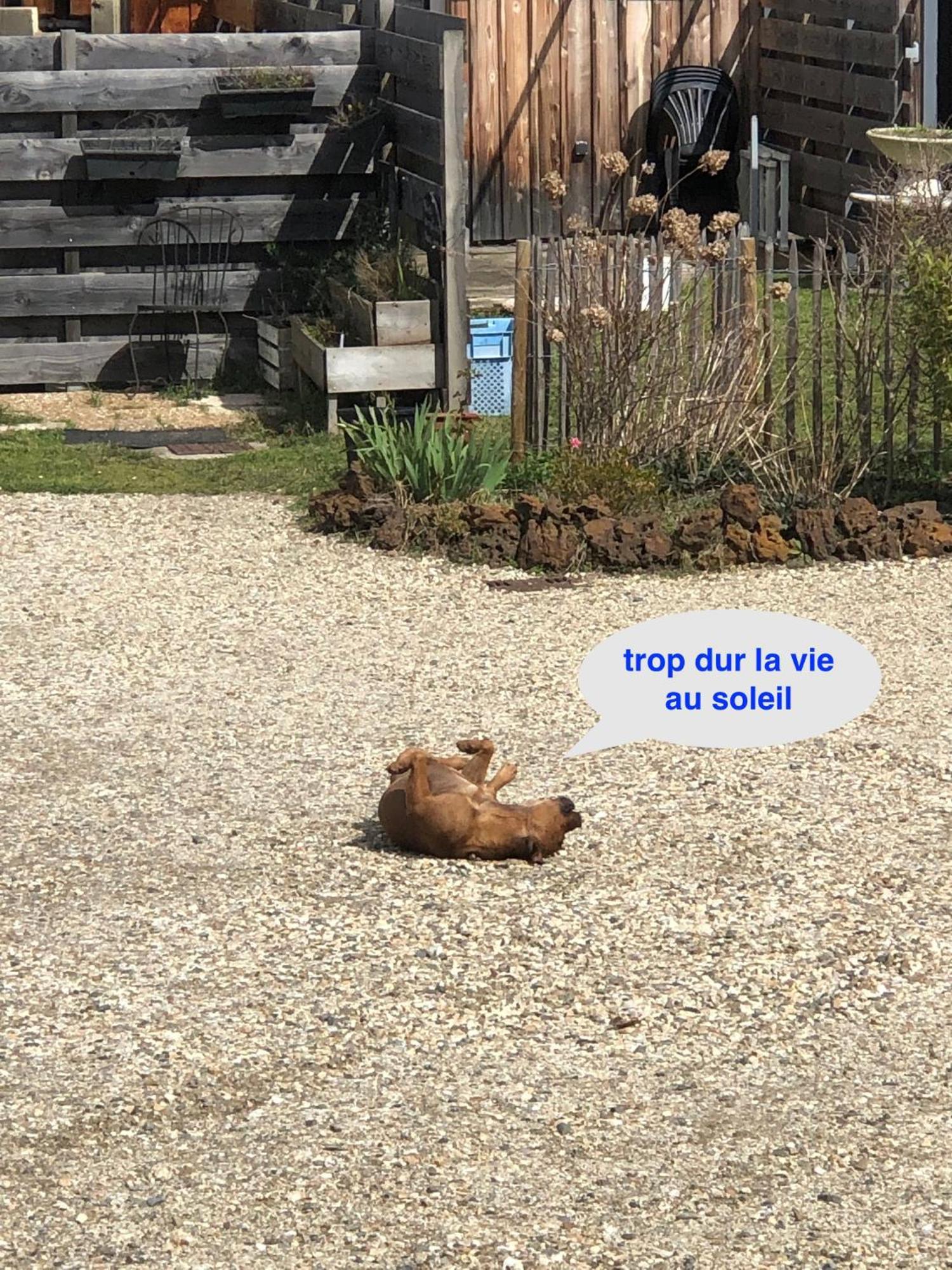 Les Logis D'Argent Studio Independant Parking Entree Autonome Linge De Lit Et Serviettes Wifi Fibre Tv Connectee Mimizan-Plage Dış mekan fotoğraf